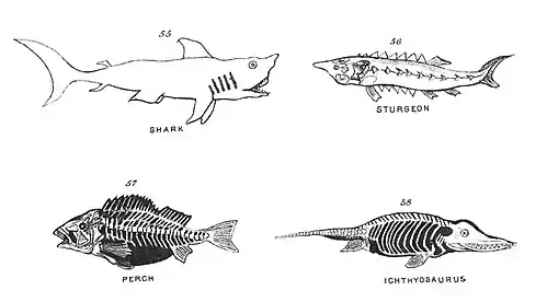 Chapman, Evolution of Life Figs 55-58.jpg