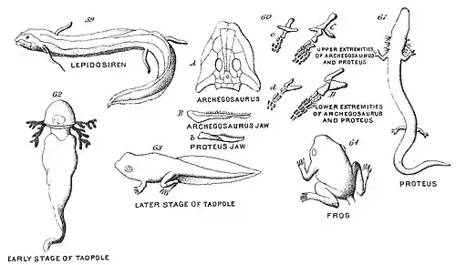Chapman, Evolution of Life Figs 59-64.jpg