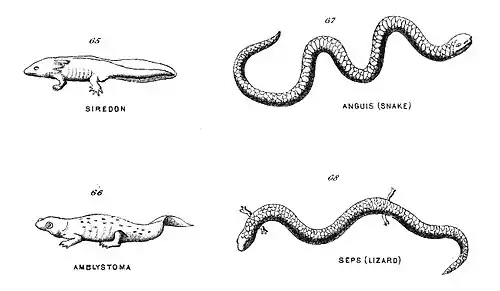 Chapman, Evolution of Life Figs 65-68.jpg
