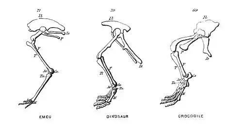 Chapman, Evolution of Life Figs 69-71.jpg