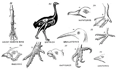Chapman, Evolution of Life Figs 72-78.jpg