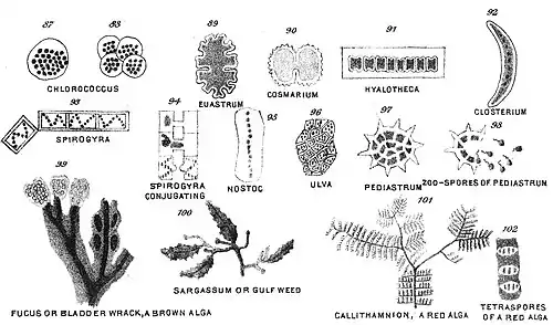 Chapman, Evolution of Life Figs 87-102.jpg