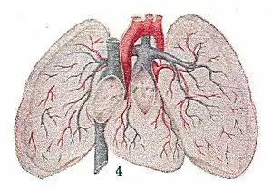Circulation of blood in lungs-extract.jpg