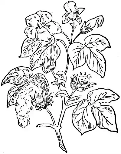 Collier's 1921 Cotton - plant.jpg
