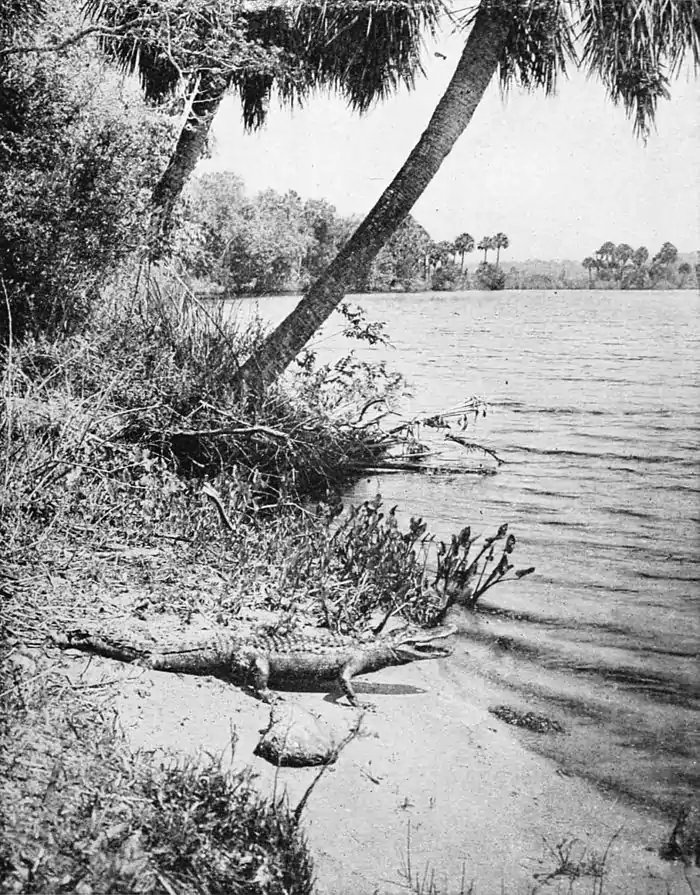 Collier's 1921 Florida - Tomoka River.jpg