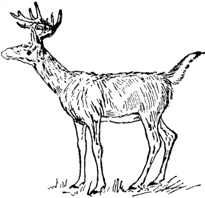 Collier's 1921 Virginian Deer.png