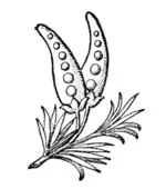 Fig. 677.—Badge of King Henry II.