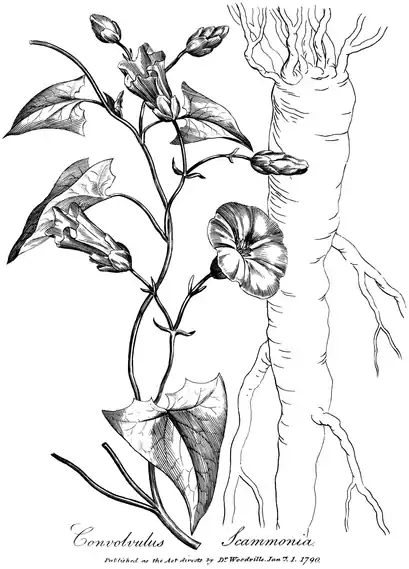 .mw-parser-output .wst-center{text-align:center}.mw-parser-output .wst-center.wst-center-nomargin>p{margin-bottom:0}
Covolvulus Scammonia.
.mw-parser-output .wst-center{text-align:center}.mw-parser-output .wst-center.wst-center-nomargin>p{margin-bottom:0}
Published as the Act directs by Dr Woodville Janry. 1. 1790.