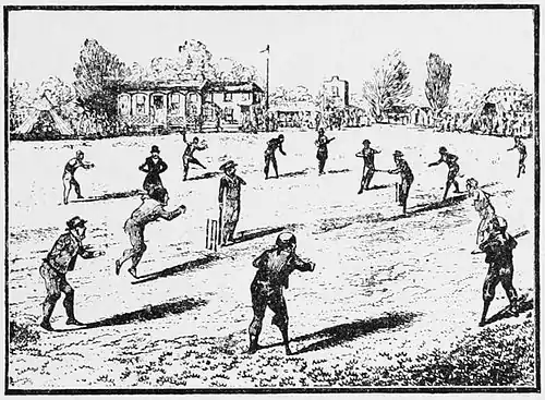 Cricket (Hutchinson) 0485.jpg