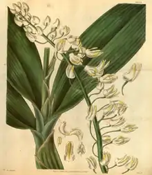 Curtis's Botanical Magazine, Plate 3074 (Volume 58, 1831).png
