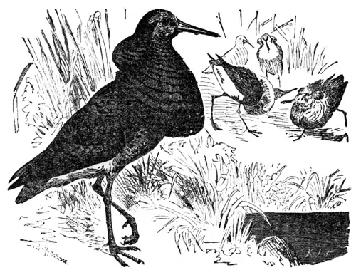 Descent of Man - Burt 1874 - Fig 37.png