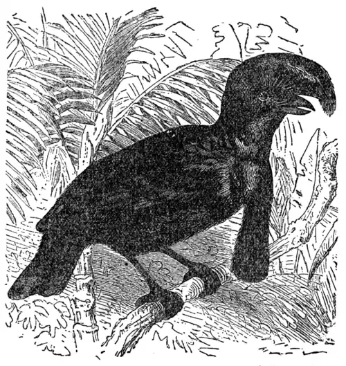 Descent of Man - Burt 1874 - Fig 40.png