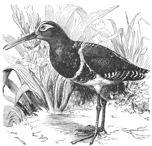 Descent of Man - Burt 1874 - Fig 62.png