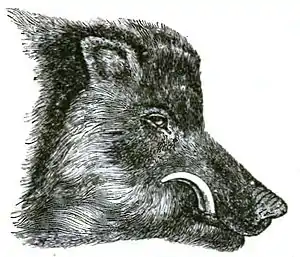 Head of Common wild boar, in prime of life.