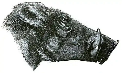 Descent of Man Appleton 1875 Fig 067.jpg