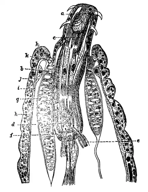 EB1911 - Acanthocephala 2.png