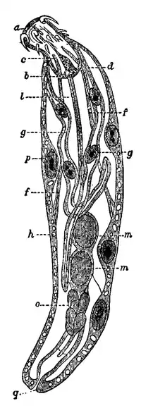 EB1911 - Acanthocephala 3.png