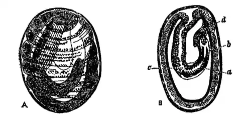 EB1911 - Acanthocephala 4.png