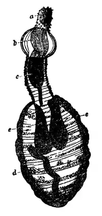 EB1911 - Acanthocephala 5.png