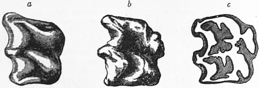 EB1911 - Equidae - Fig. 2.—Teeth of Anchitherium.jpg