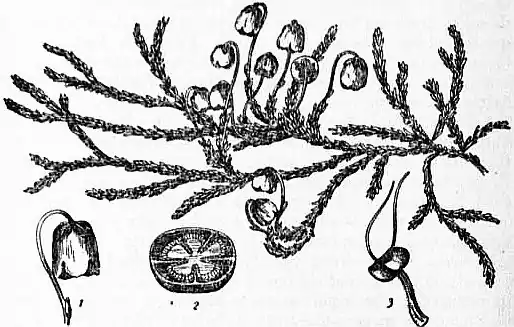 EB1911 - Ericaceae - Fig. 2.—Andromeda Hypnoides.jpg