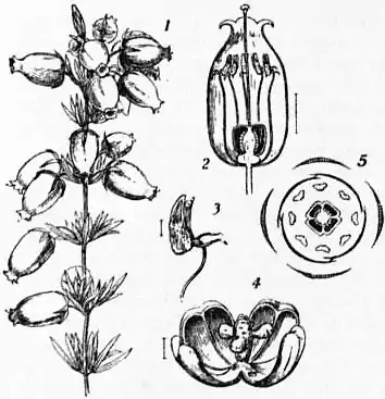 EB1911 - Ericaceae - Fig. 3.jpg