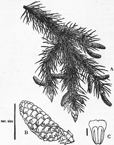 EB1911 - Fir - Fig. 1.jpg