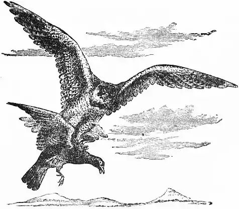 EB1911 - Flight - Fig. 28.png