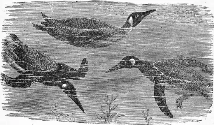 EB1911 - Flight - Fig. 4.jpg