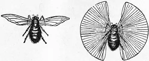 EB1911 - Flight - Fig. 8, 9.jpg