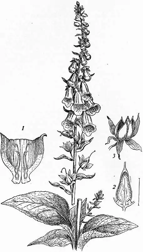 EB1911 - Foxglove.png