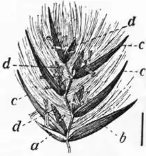 EB1911 - Grasses Fig. 11.jpg