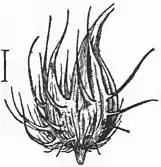 EB1911 - Grasses Fig. 12.jpg