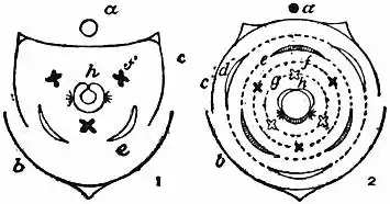EB1911 - Grasses Fig. 15.jpg