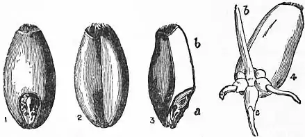 EB1911 - Grasses Fig. 17.jpg
