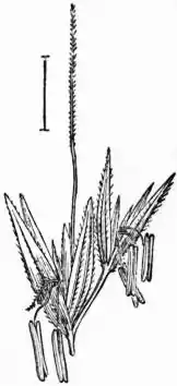 EB1911 - Grasses Fig. 18.jpg