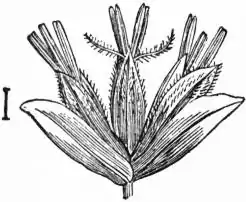 EB1911 - Grasses Fig. 19.jpg
