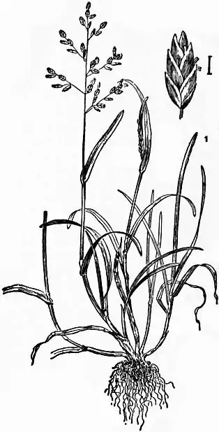 EB1911 - Grasses Fig. 20.jpg