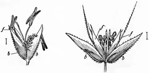 EB1911 - Grasses Fig. 3, 4.jpg