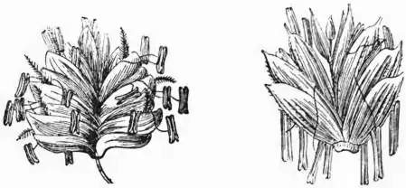 EB1911 - Grasses Fig. 5, 6.jpg