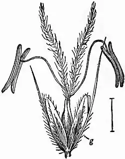 EB1911 - Grasses Fig. 7.jpg