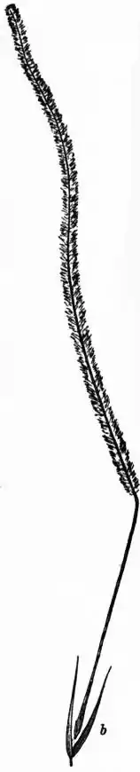 EB1911 - Grasses Fig. 8.jpg
