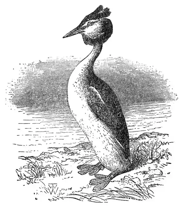 EB1911 - Great Crested Grebe.jpg