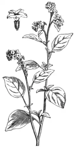 EB1911 - Heliotropium suaveolens.png