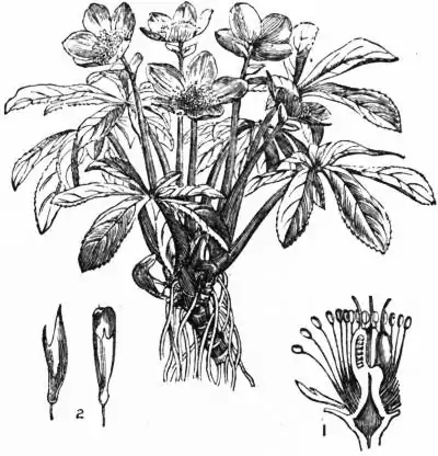 EB1911 - Helleborus niger.jpg