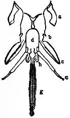 EB1911 - Hymenoptera Fig. 2.—Jaws of Hive-bee.jpg