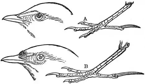 EB1911 - Lark - Fig. 1.—A, Alauda agrestis; B, Alauda arvensis.jpg