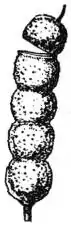 EB1911 - Leguminosae - Fig. 11.—Lomentum or lomentaceous legume of a species of Desmodium.jpg