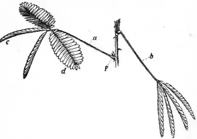EB1911 - Leguminosae - Fig. 3.—Branch with two leaves of the Sensitive Plant (Mimosa pudica).jpg