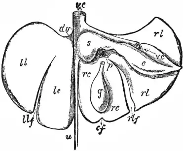 EB1911 - Liver - Fig. 4.—Diagrammatic Plan of the Inferior Surface of a Multi-lobed Liver of a Mammal.jpg